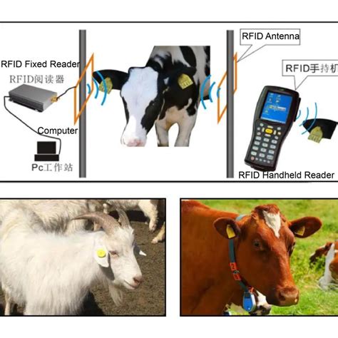 rfid tag readers cattle|livestock id tag reader.